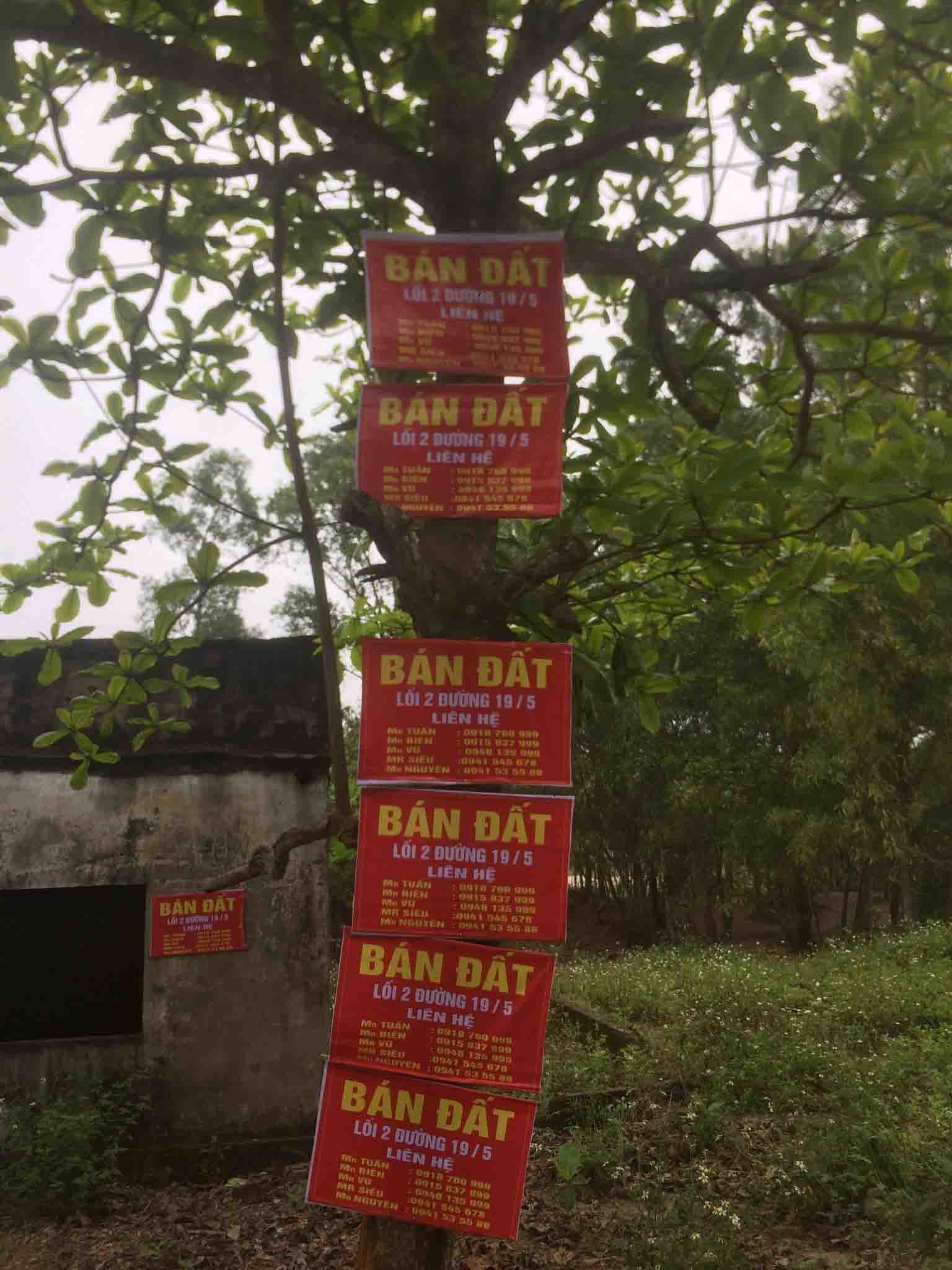 'Cò' đất khuấy động làng quê Hà Tĩnh, vài ngày lại 'bay sạch'