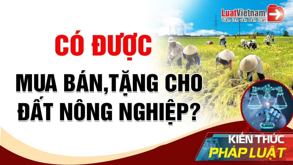 Cá nhân không trực tiếp sản xuất nông nghiệp không được mua đất trồng lúa 4 Ca nhan khong truc tiep san xuat nong nghiep khong duoc mua dat trong lua