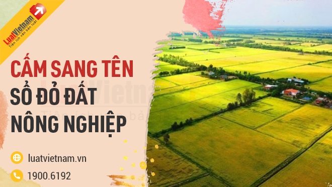 Cá nhân không trực tiếp sản xuất nông nghiệp không được mua đất trồng lúa 6 cam sang ten so do dat nong nghiep 1904135643