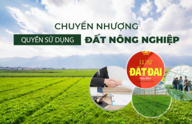Cá nhân không trực tiếp sản xuất nông nghiệp không được mua đất trồng lúa 5 hop dong chuyen nhuong dat nong nghiep la gi