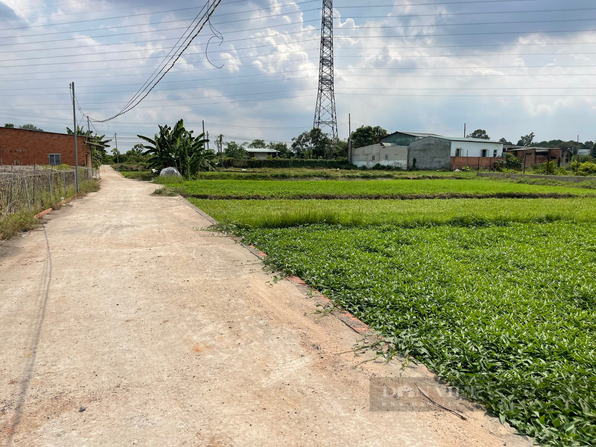 Bình Dương: Tái diễn tình trạng phân lô bán nền trên đất nông nghiệp ở thị xã Tân Uyên - Ảnh 5. Bình Dương: Tái diễn tình trạng phân lô bán nền trên đất nông nghiệp ở thị xã Tân Uyên - Ảnh 5.