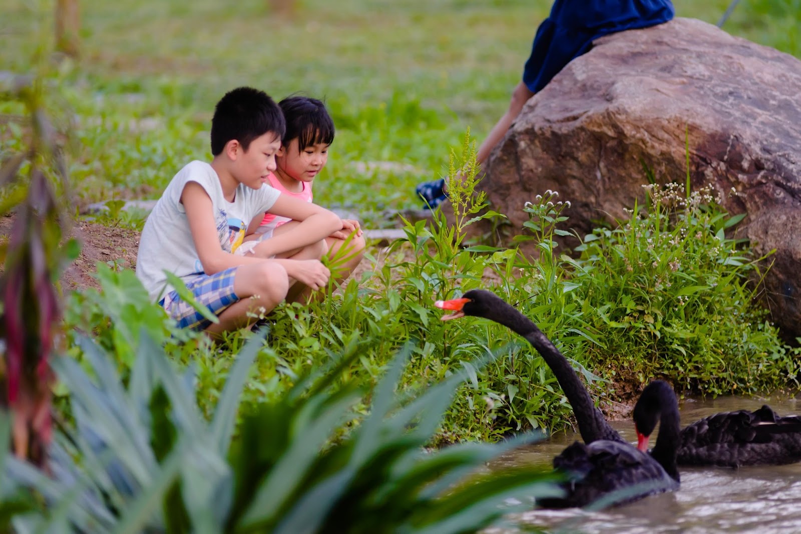 Trẻ con Ecopark có tuổi thơ của “thời ông bà, cha mẹ” - Ảnh 8. Trẻ con Ecopark có tuổi thơ của “thời ông bà, cha mẹ” - Ảnh 8.